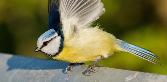 (c) APA/dpa/Julian Stratenschulte Blaumeise